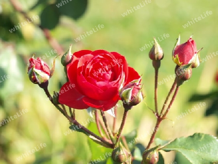 Makro Rose im Garten