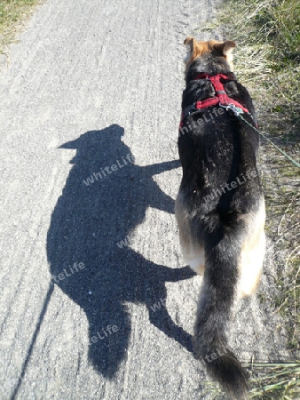 Hund mit Schatten