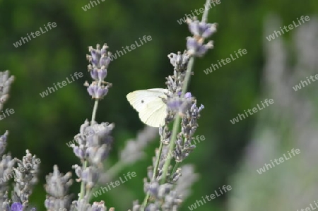 Schmetterling im Lavendel