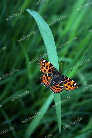 Schmetterling, kleiner Fuchs 2