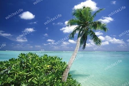 
Der Traumstrand mit Palmen und weissem Sand an der Insel Velavaru im Southmale Atoll auf den Inseln der Malediven im Indischen Ozean.   