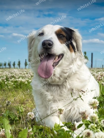 Hund Spielpause