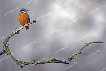 Eisvogel (Alcedo atthis) auf Sitzwarte, Niedersachsen, Deutschland