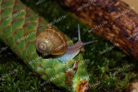 schnecke 9