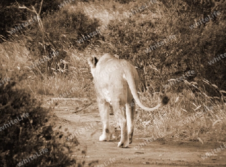 Einsame, L?win, in, Tsavo, Ost, Kenya, Afrika, Alt, Reservat, Nationalpark