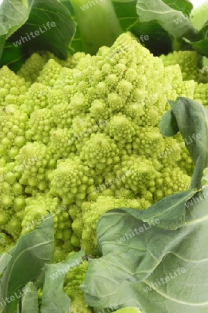 Romanesco im Detail. Studioaufnahme