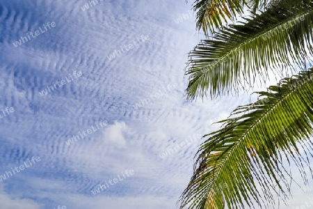 Beautiful palm trees at the beach on the tropical paradise islands Seychelles