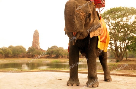 Ein Elephanten Taxi vor einem der vielen Tempel in der Tempelstadt Ayutthaya noerdlich von Bangkok in Thailand.  