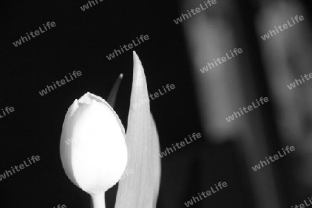 Tulpe