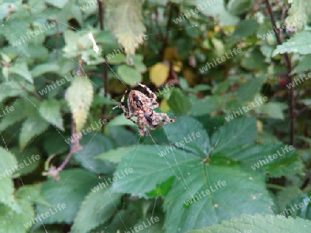 Spinne mit Zwischenmahlzeit V