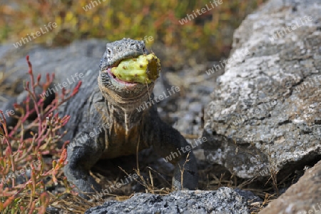 Drusenkopf (Conolophus subcristatus),Galapagos Landleguan , frisst Frucht einer Opuntie ( Opuntia echios), Unterart der  Insel Plaza Sur, Galapagos, Unesco Welterbe,  Ecuador, Suedamerika