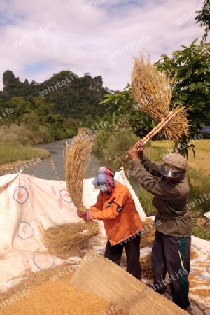 Ein Reisfeld in der Bergregion beim Dorf Kasi an der Nationalstrasse 13 zwischen Vang Vieng und Luang Prabang in Zentrallaos von Laos in Suedostasien