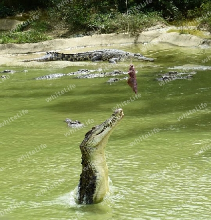 Zuschnappendes Krokodil