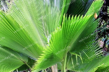 Beautiful palm trees at the beach on the tropical paradise islands Seychelles