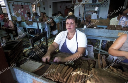 a Cigar factory in the Village of Baracoa on Cuba in the caribbean sea.