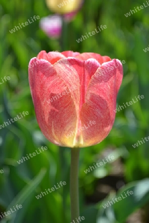 Tulpe