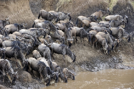 Gnu, Streifengnu, Weissbartgnu (Connochaetes taurinus), Gnumigration, dr?ngelnde Gnus am Mara Ufer, Masai Mara, Kenia