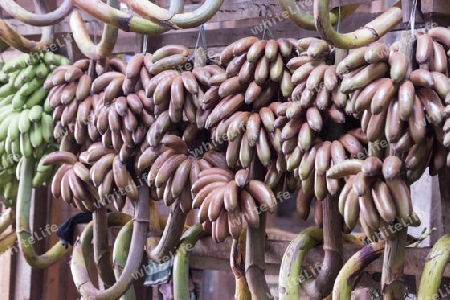 a big Banana Shop in a Market near the City of Yangon in Myanmar in Southeastasia.