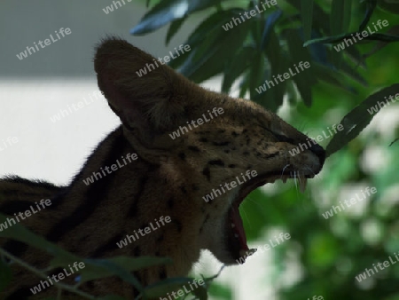 gaehnende Wildkatze im Laub