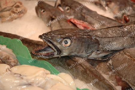 Frischer Fisch