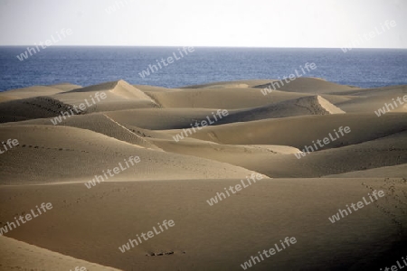 the Sanddunes at the Playa des Ingles in town of Maspalomas on the Canary Island of Spain in the Atlantic ocean.