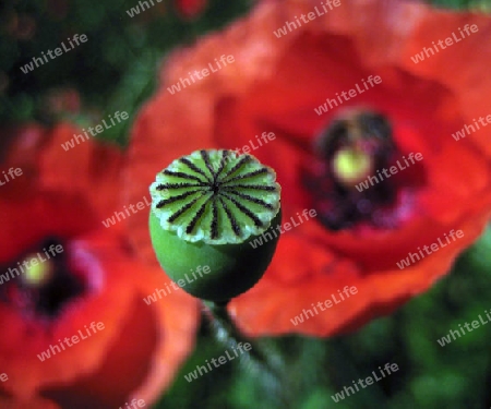 Mohn