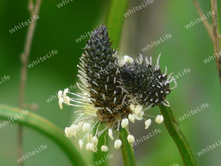 Plantago-Duo, anschmiegsam P1250168