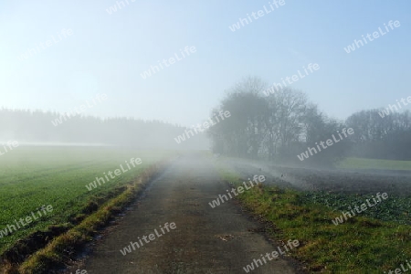 Feldweg im Nebel