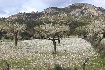 Mandelb?ume bei Paguera