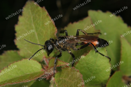 Schlupfwespe (Ichneumonidae) auf einem Blatt