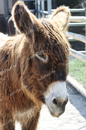 Portrait shot of a brown donkey with a white mouth   