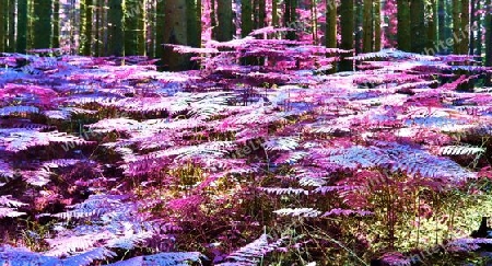 Beautiful pink and purple infrared panorama of a countryside landscape with a blue sky.