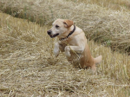 Springender Hund im Feld