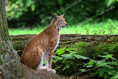 Eurasischer Luchs  Kater (Lynx Iyny)