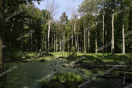 UNESCO-Weltnaturerbe Buchenwald Grumsin, Biosph?renreservat Scho