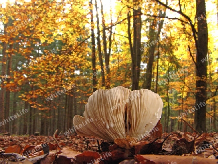 Herbstwald