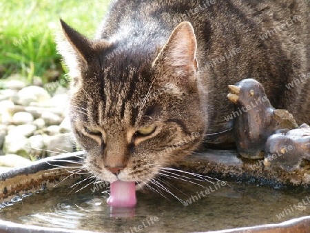 Katze an der Vogeltr?nke