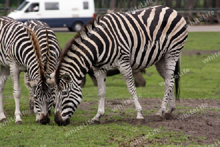 zebra