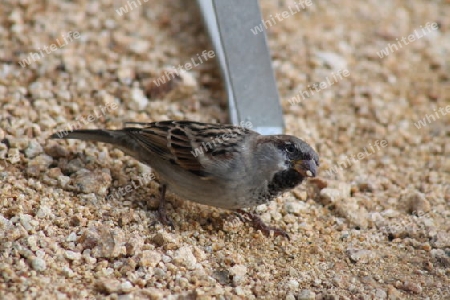 Spatz im Garten