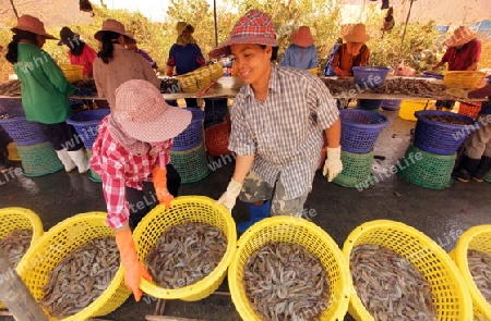 Eine Crevetten Zucht in der Landschaft des Khao Sam Roi Yot Nationalpark am Golf von Thailand im Suedwesten von Thailand in Suedostasien. 