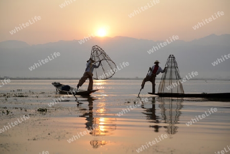 Fishermen at sunrise in the Landscape on the Inle Lake in the Shan State in the east of Myanmar in Southeastasia.