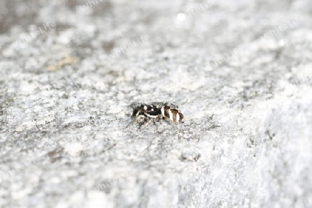 Zebraspringspinne auf einen Felsen