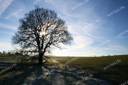 Baum in der Morgensonne