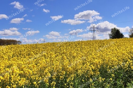 Yellow field of flowering rape and tree against a blue sky with clouds, natural landscape background with copy space, Germany Europe.