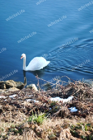 Schnee-Vogel