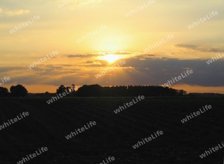 Evening Sun in Fields