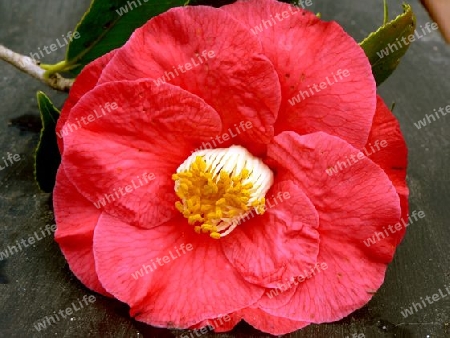 Camelia