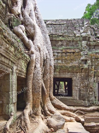 Kambodscha - Angkor,Tempel Ta Prohm