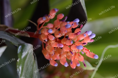 Bl?te von Aechmea miniata, verschiedenfarbige Lanzenrosette,  Bromelie, Vorkommen S?damerika