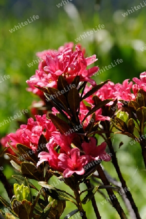 Rostbl?ttrige Alpenrose, Rhododendron ferrugineum